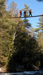 treeGO elements in the trees
